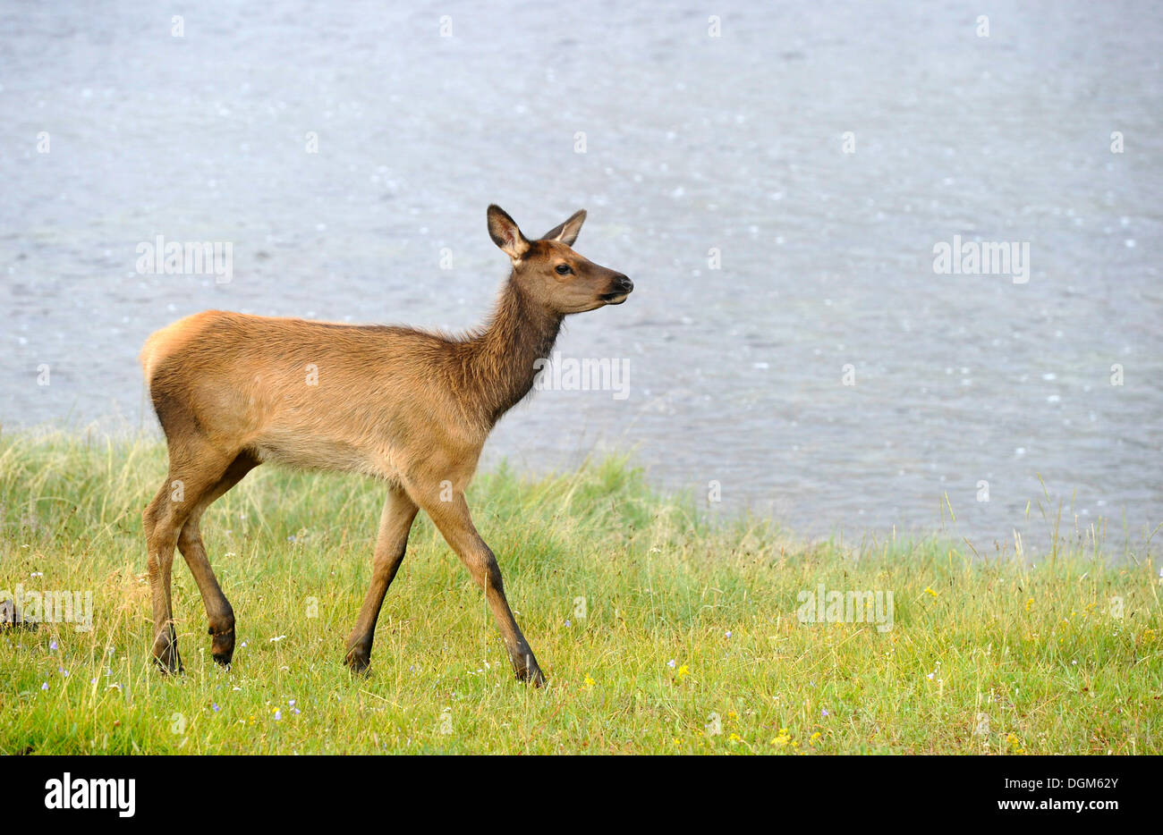 Juvenile Elche oder Wapiti (Cervus Canadensis), Kuh, Yellowstone-Nationalpark, Wyoming, Vereinigte Staaten von Amerika, USA Stockfoto