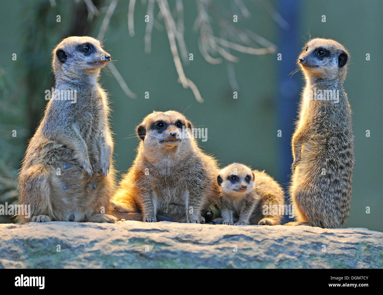 Erdmännchen oder Suricate (Suricata Suricatta), Welpen mit Erwachsenen, vorkommen in Afrika, Gefangenschaft, Stuttgart, Baden-Württemberg Stockfoto