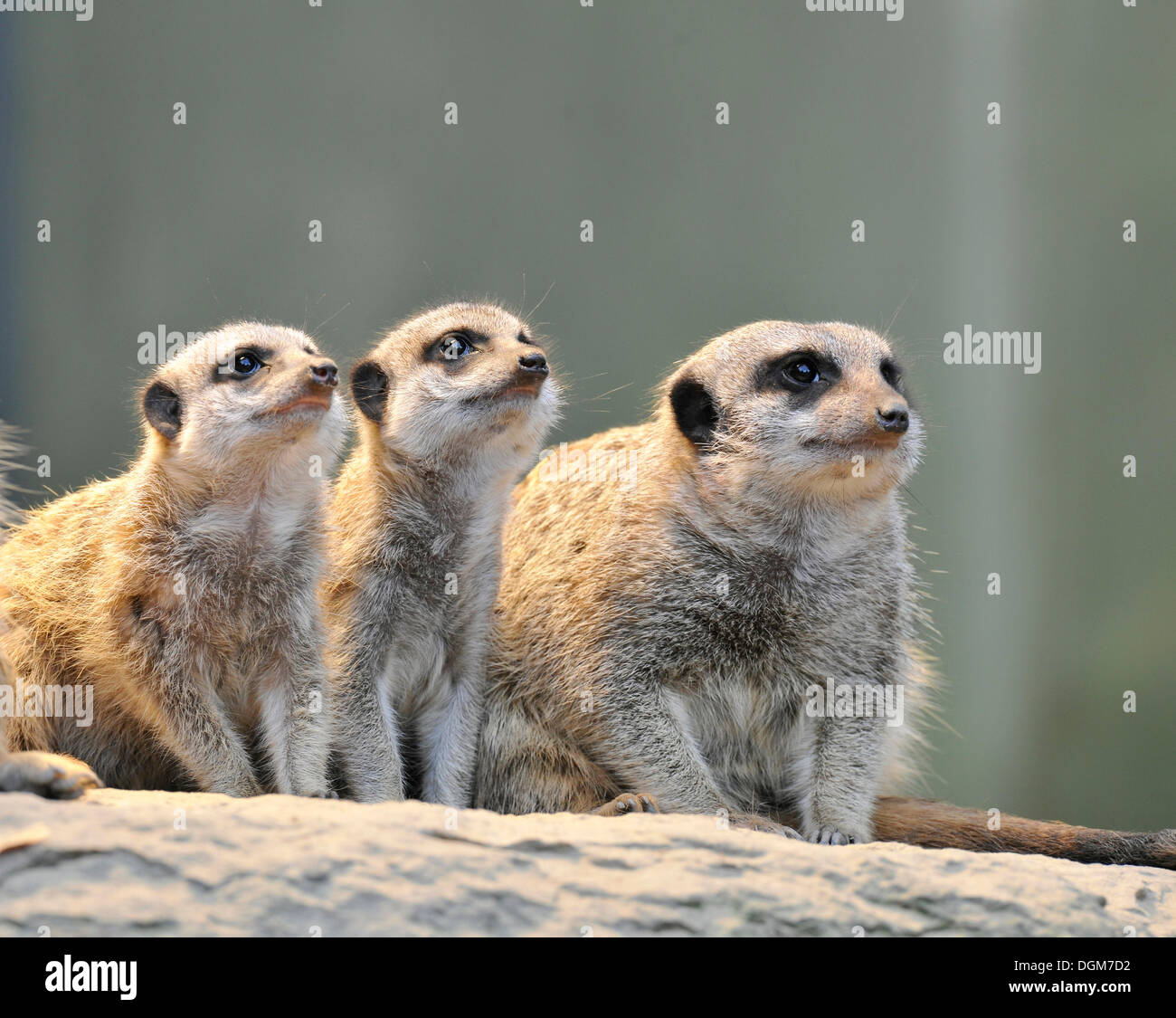 Erdmännchen oder Suricate (Suricata Suricatta), Welpen und Erwachsene, vorkommen in Afrika, Gefangenschaft, Stuttgart, Baden-Württemberg, Deutschland Stockfoto
