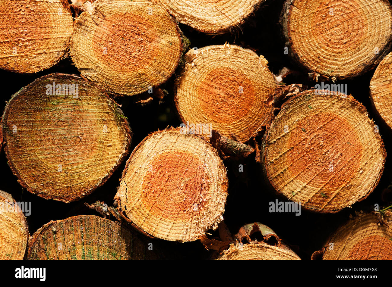 Nahaufnahme der "Schnitt" Baumstamm-Querschnitte. Stockfoto