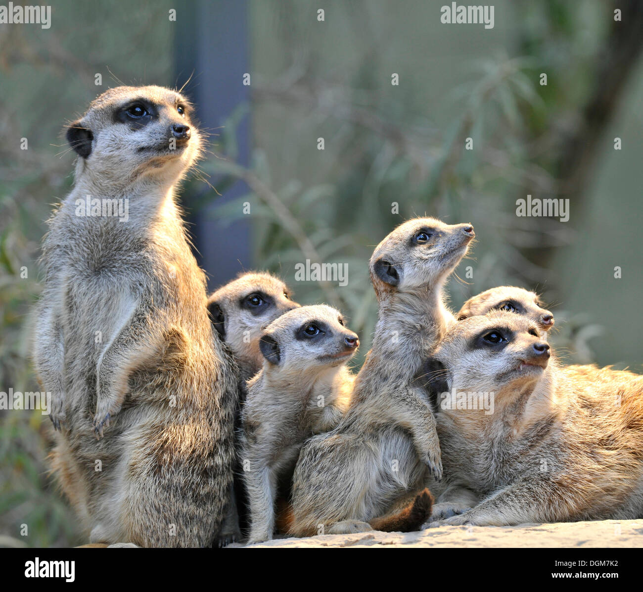 Erdmännchen oder Suricate (Suricata Suricatta), Welpen mit Erwachsenen, vorkommen in Afrika, Gefangenschaft, Stuttgart, Baden-Württemberg, Deutschland Stockfoto