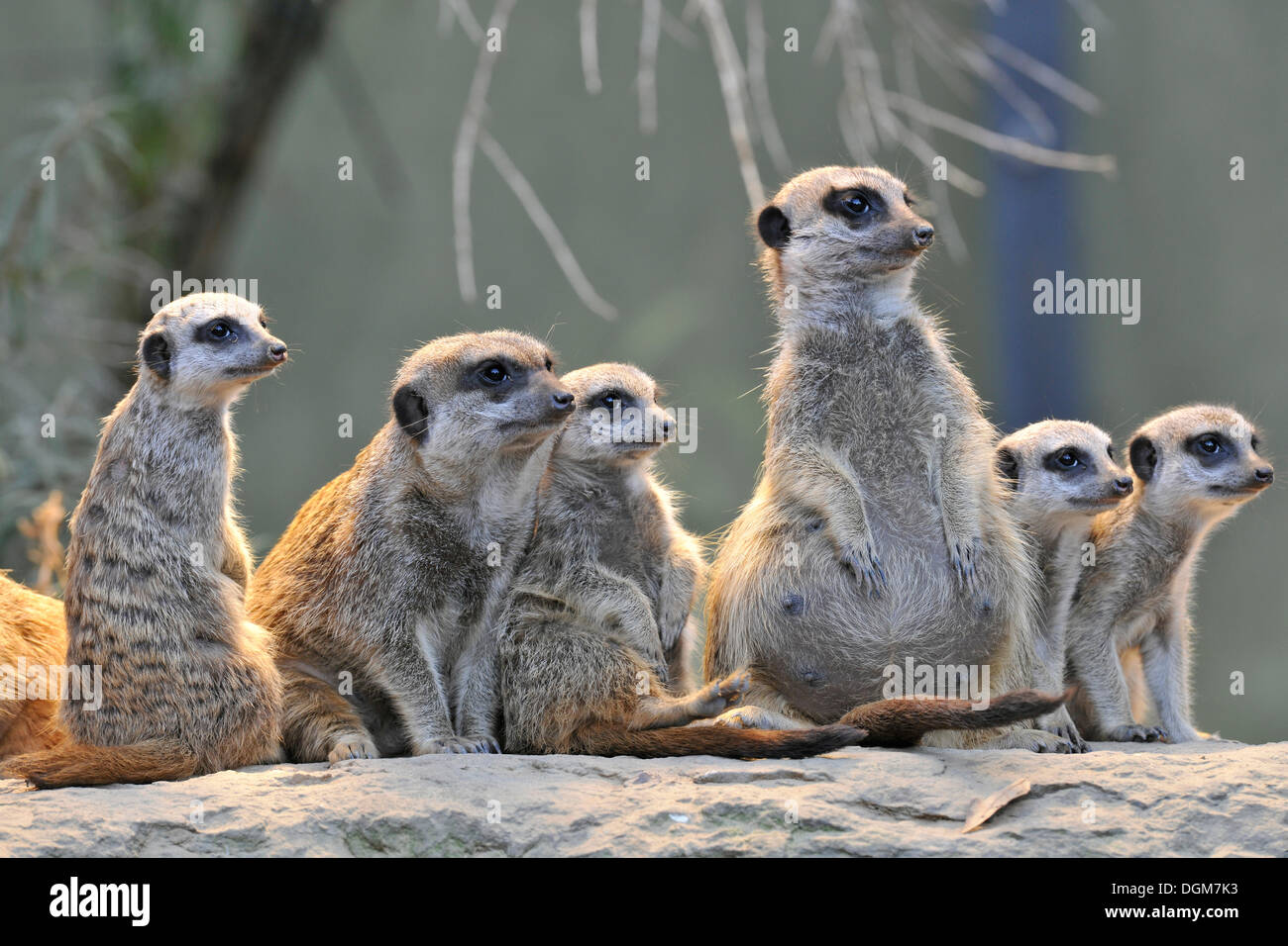 Erdmännchen oder Suricate (Suricata Suricatta), Welpen mit Erwachsenen, vorkommen in Afrika, Gefangenschaft, Stuttgart, Baden-Württemberg, Deutschland Stockfoto