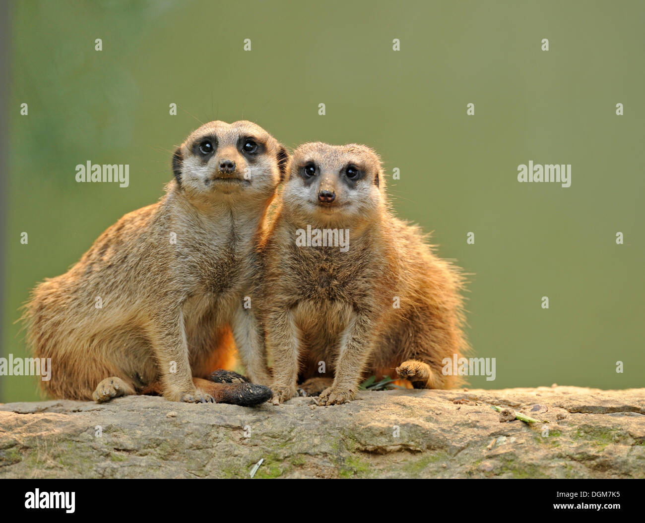 Erdmännchen oder Suricate (Suricata Suricatta), Welpen, vorkommen in Afrika, Gefangenschaft, Stuttgart, Baden-Württemberg, Deutschland Stockfoto Erdmännchen oder Suricate (Suricata Suricatta), Welpen, vorkommen in Afrika, Gefangenschaft, Stuttgart, Baden-Württemberg, Deutschland Stockfoto
