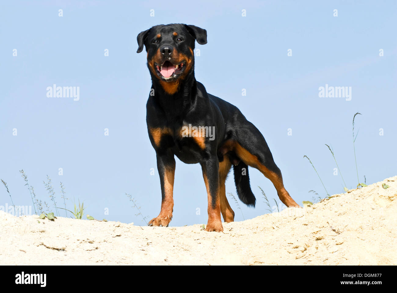 Rottweiler stehend auf einem sandigen Hügel Stockfoto