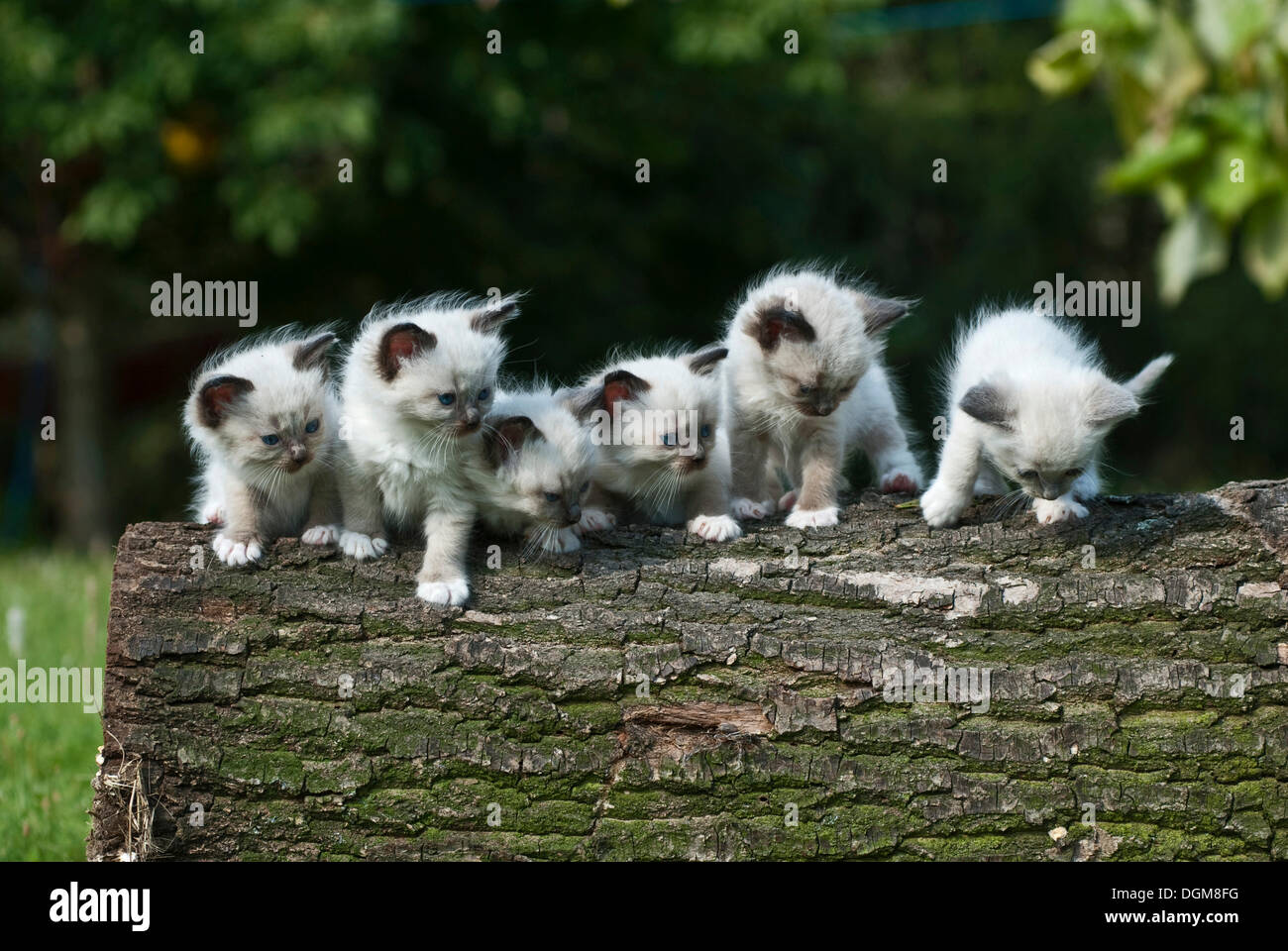 Wurf von Radoll Kätzchen sitzen auf einem Baumstamm Stockfoto