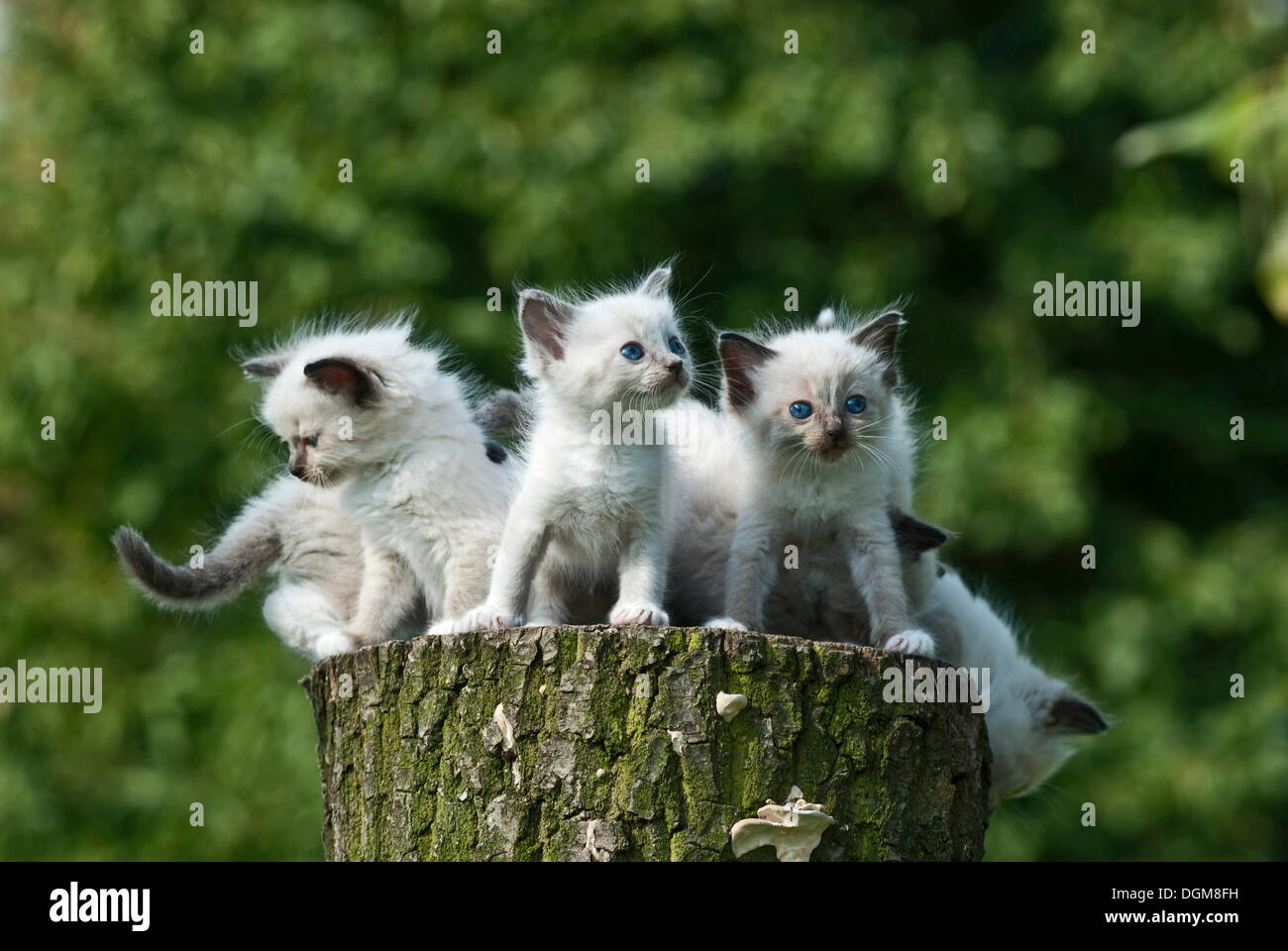 Wurf von Radoll Kätzchen sitzen auf einem Baumstamm Stockfoto