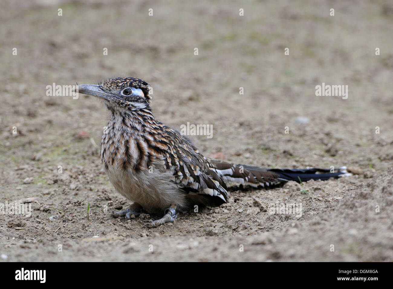 Größere Roadrunner (Geococcyx Californianus), Nordamerika Stockfoto