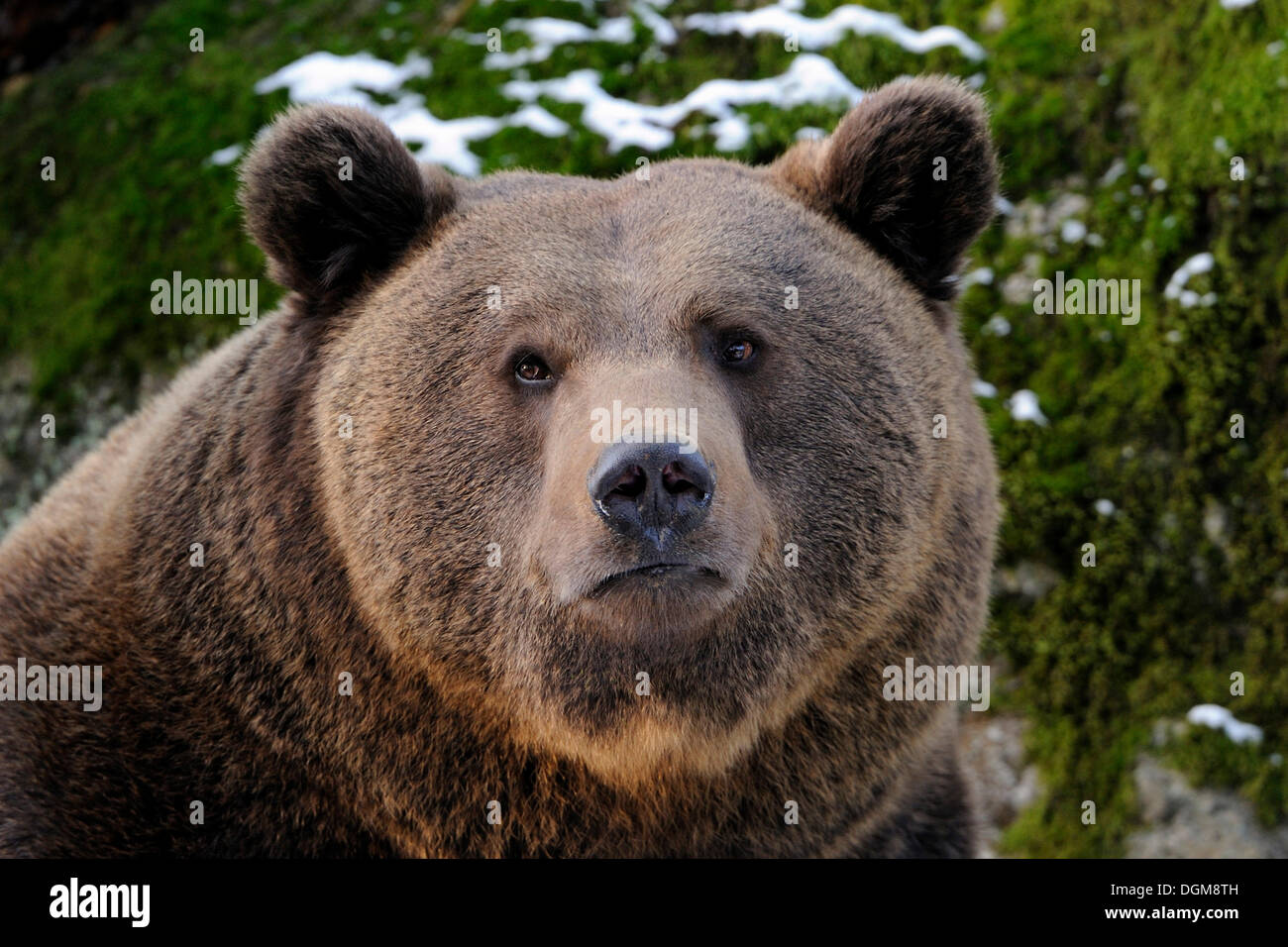 Braunbär (Ursus Arctos), portrait Stockfoto