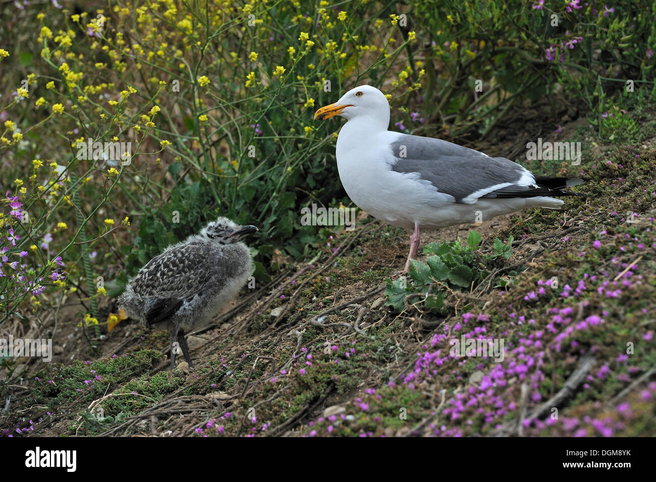 Western Gull (Larus Occidentalis), Erwachsene und junge, Alcatraz Island, Kalifornien, USA Stockfoto