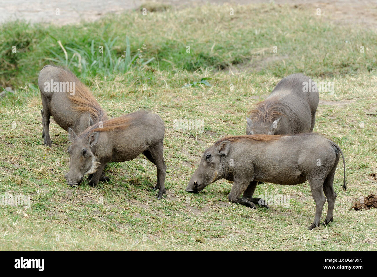 Gemeinsamen Warzenschweine, afrikanische Objektiv-Schweine (Phacochoerus Africanus) Fütterung, Masai Mara National Reserve, Kenia, Ostafrika, Afrika Stockfoto