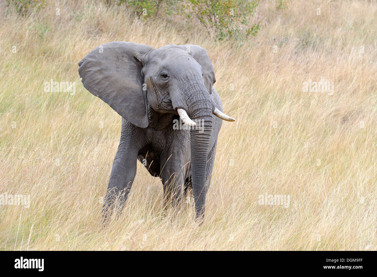 Afrikanischer Elefant (Loxodonta Africana), halbwüchsigen Bull in bedrohlichen Haltung, Masai Mara, Kenia, Ostafrika Stockfoto