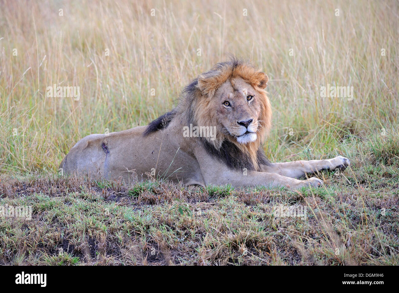 Löwe (Pathera Leo), Erwachsene männliche, Masai Mara National Reserve, Kenia, Ostafrika, Afrika Stockfoto