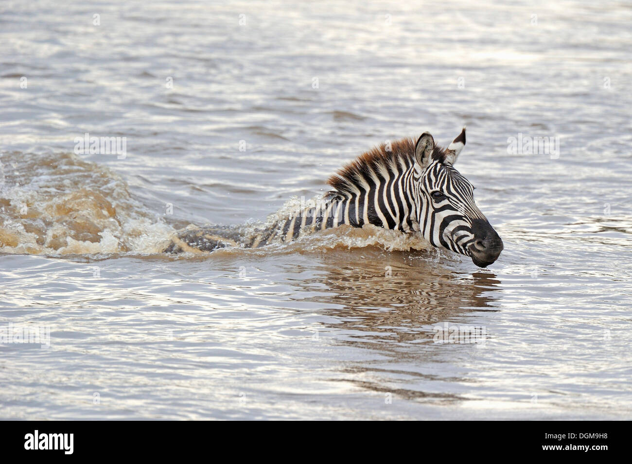 Gemeinsame, Ebenen oder Burchell Zebra (Equus Quagga), Überquerung des Mara Flusses während der Migration, Kenia, Ostafrika, Afrika Stockfoto