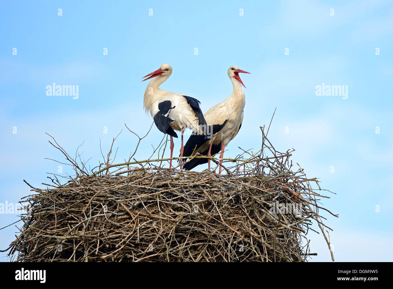 Weißstörche (Ciconia Ciconia), thront auf Nest, Storchendorf Linum, Brandenburg, PublicGround Stockfoto