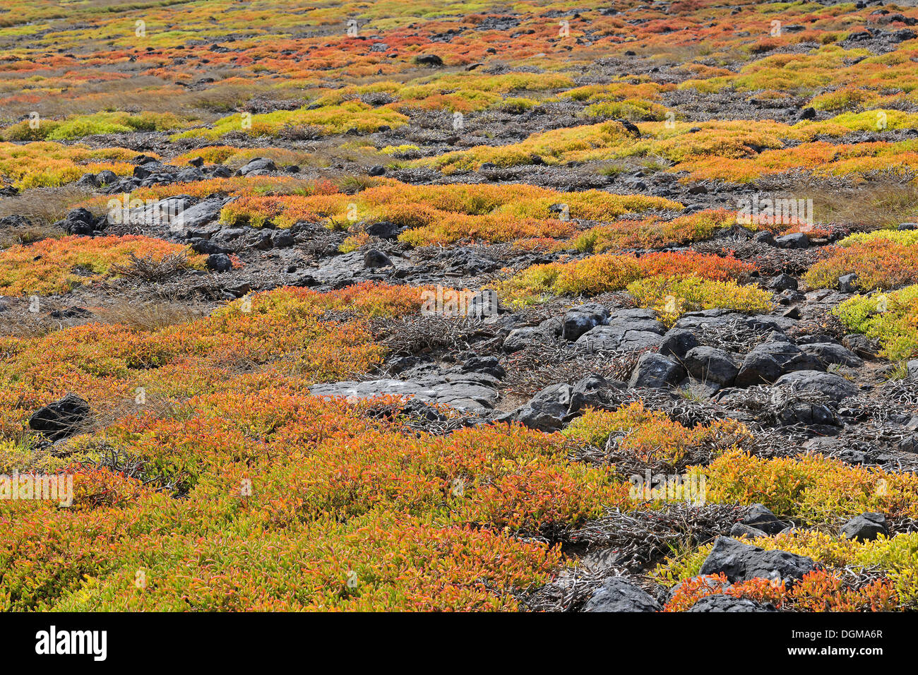 Teppich aus Galapagos Shoreline Portulak oder Meer Portulak (Sesuvium Portulacastrum), Insel Plaza Sur, Galapagos-Inseln Stockfoto