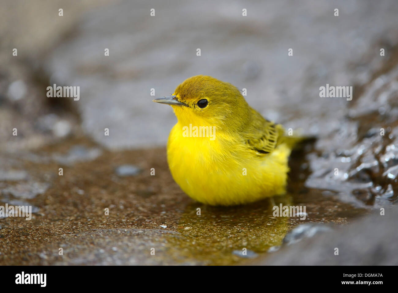 Schnäpperrohrsänger (Dendroica Petechia Aureola), Altvogel, Männlich, Punta Cormoran, Floreana Insel, Galapagos, Ecuador Stockfoto