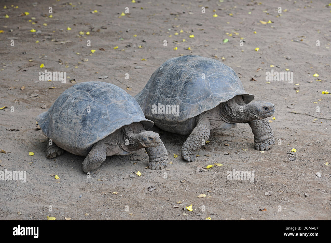 Ältere Exemplare der Galapagos-Riesenschildkröte (Geochelone Elephantopus aus), Unterart der Sierra Negra-Bereich Stockfoto