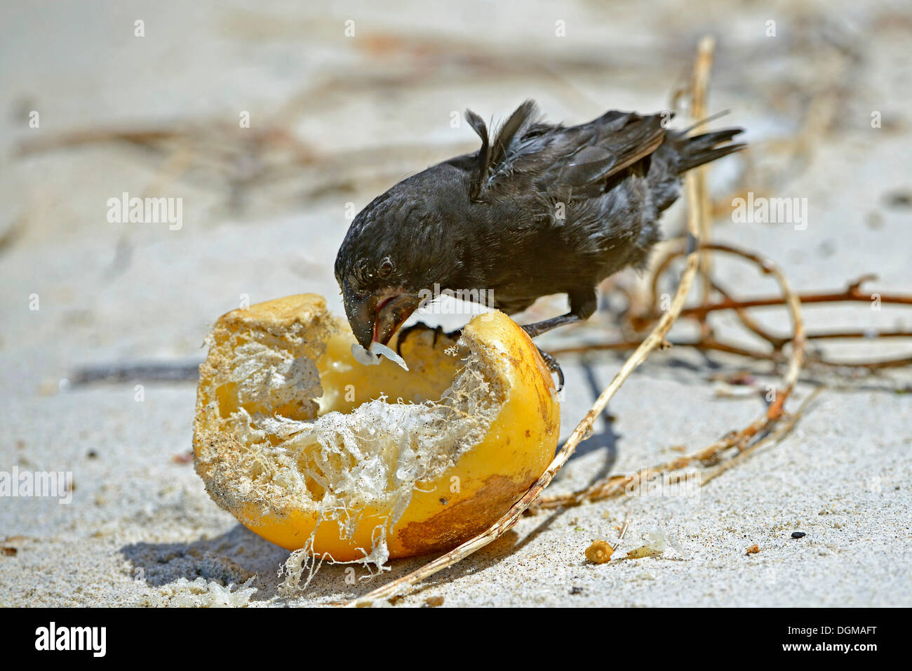 Geospiza Magnirostris Stockfotos und bilder Kaufen Alamy