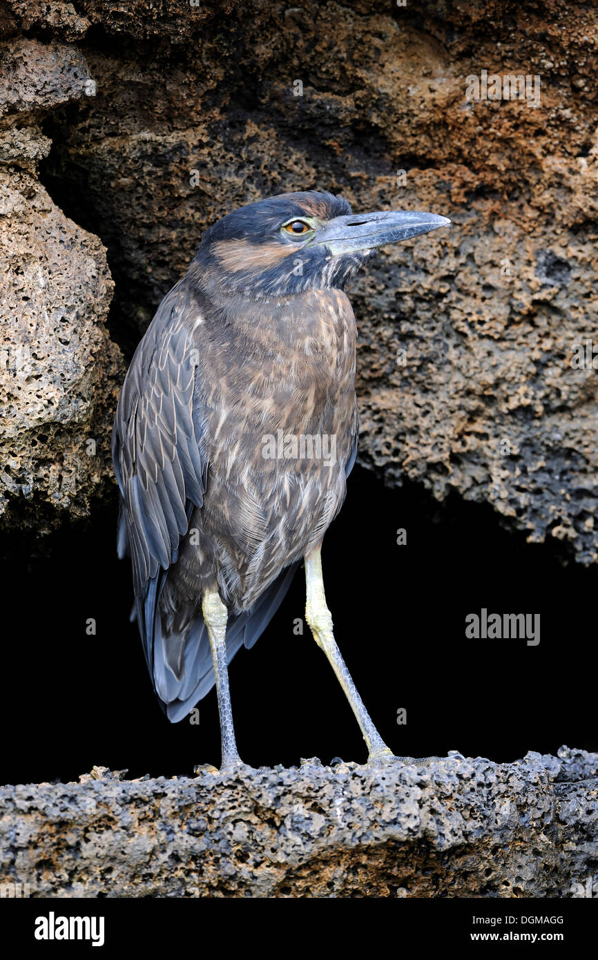 Lava Heron (Butorides Sundevalli), Genovesa Island, Galapagos-Inseln, UNESCO Weltnaturerbe, Ecuador Stockfoto