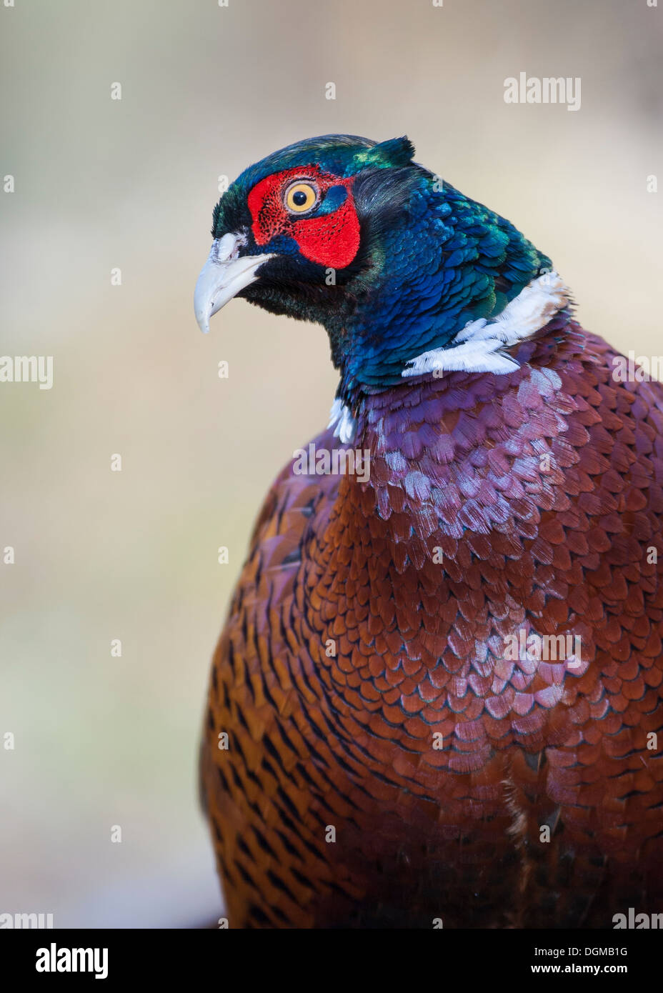 Männlichen Schwanz Fasan (Phasianus Colchicus) Porträt / Kopf geschossen in voller Zucht Gefieder. North Yorkshire, England, Vereinigtes Königreich. Stockfoto