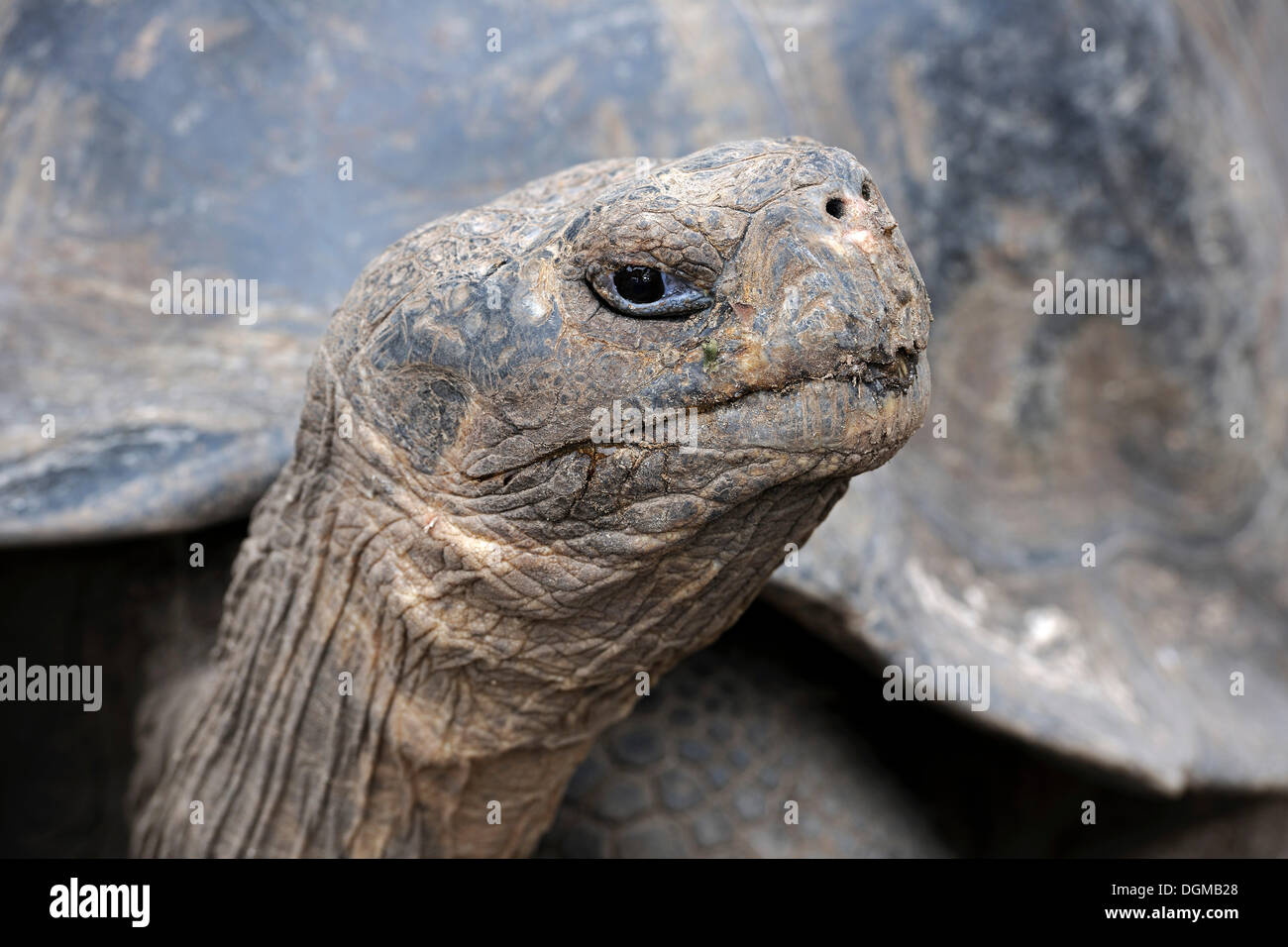 Reife Exemplare einer Galapagos-Riesenschildkröte (Geochelone Elephantopus aus), Unterart der Region Sierra Negra Stockfoto