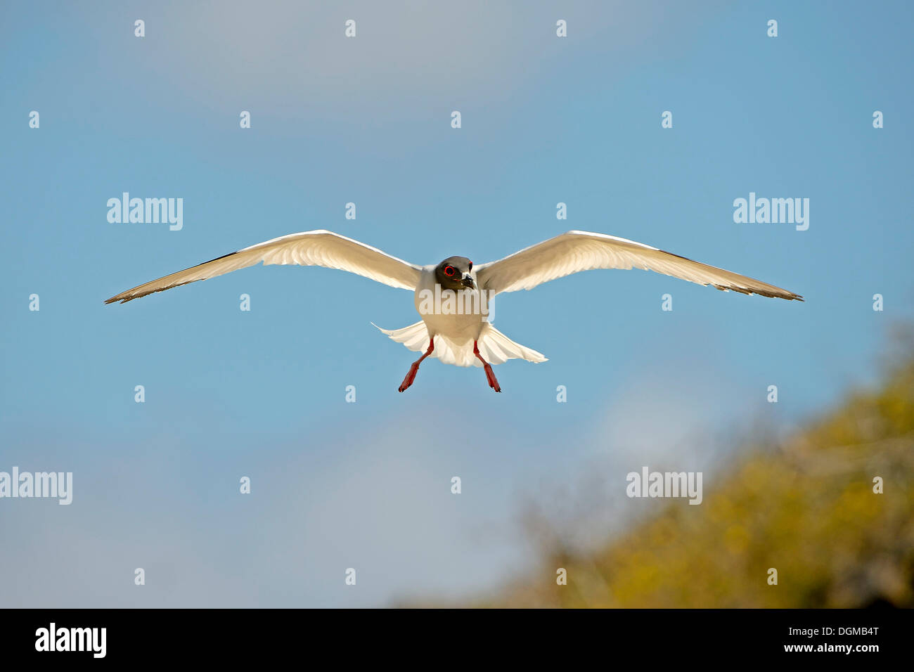 Zinnenkranz Gull (Creagrus Furcatus), Genovesa Island, Galapagos-Inseln, UNESCO Weltnaturerbe, Ecuador Stockfoto