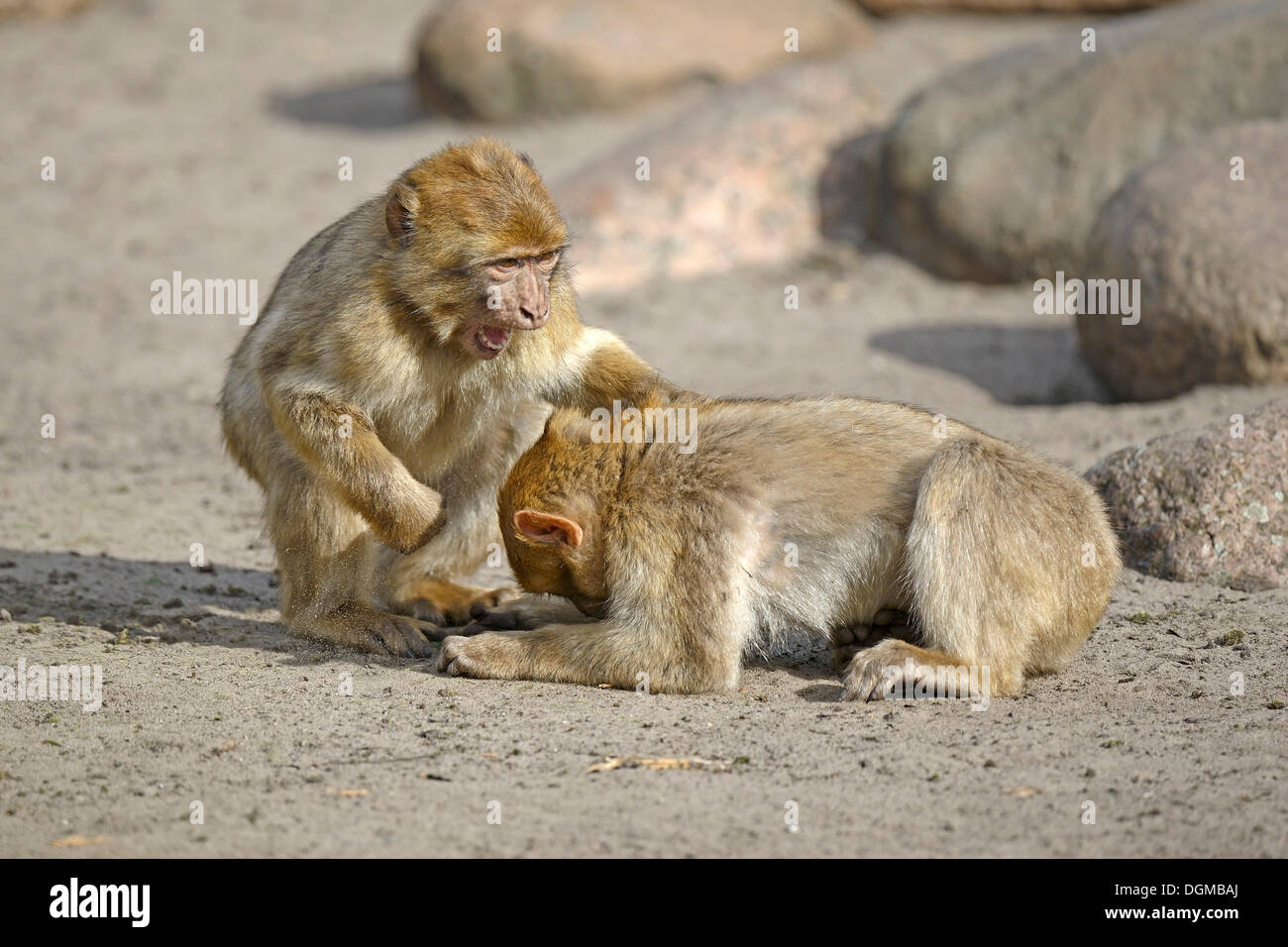 Berberaffen (Macaca Sylvanus), während gegenseitige Entlausung, Nordafrika Stockfoto