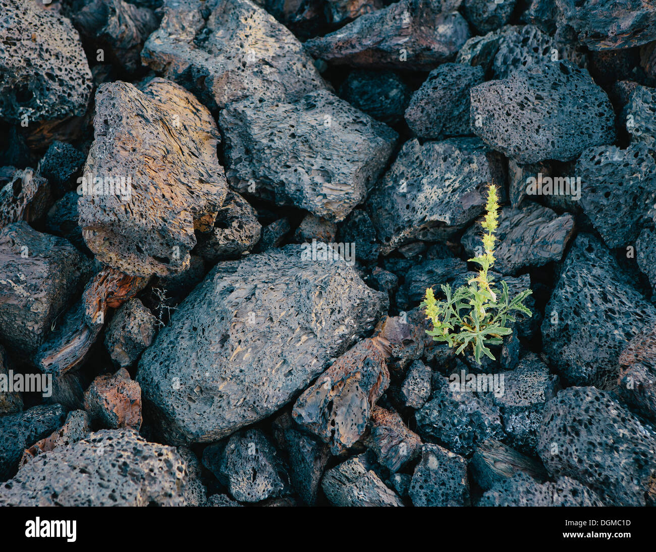 kleiner grüner Trieb Vulkangestein verfestigte Lava Felder Krater des Moon National Monument Snake River Plain zentralen Idaho Stockfoto