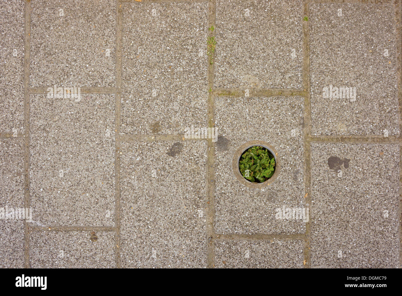 Vegetation in einem Bürgersteig Stockfoto