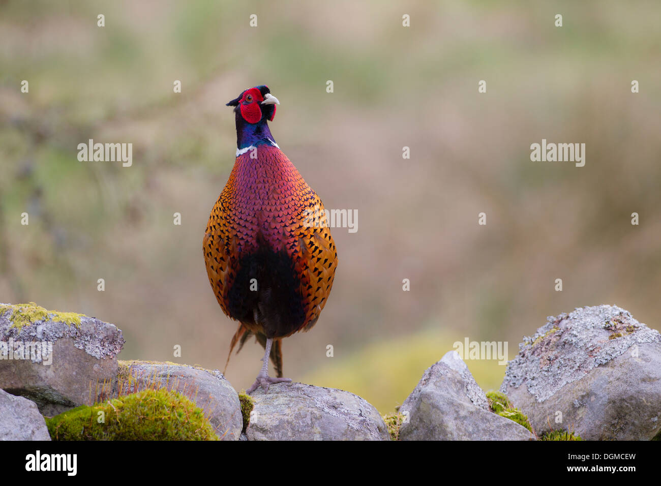 Männlichen Schwanz Fasan (Phasianus Colchicus) in voller Zucht Gefieder Stand auf Trockenmauer. North Yorkshire, UK. Stockfoto