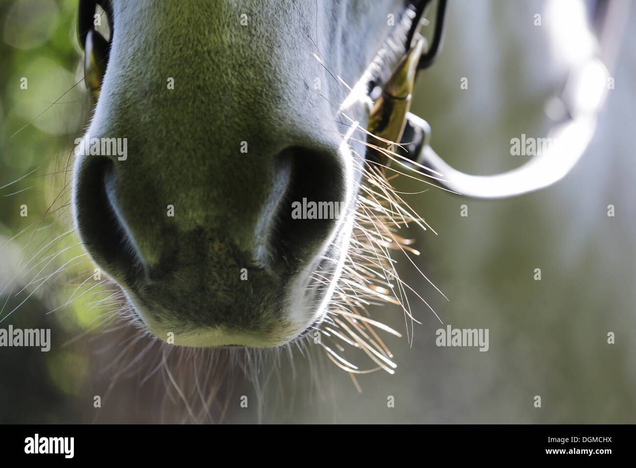 Detail des Pferdes Nüstern, Deutschland Stockfoto