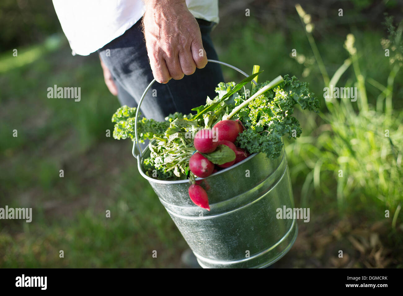 Bio-Bauernhof. Sommer-Party. Ein Mann trägt einen Metall Eimer geerntete Salatblätter, Kräuter und Gemüse. Stockfoto