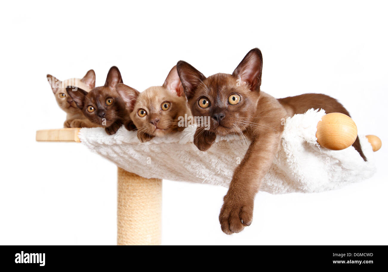Vier Burmakatzen, 10 Wochen, auf einer Hängematte liegend Stockfoto