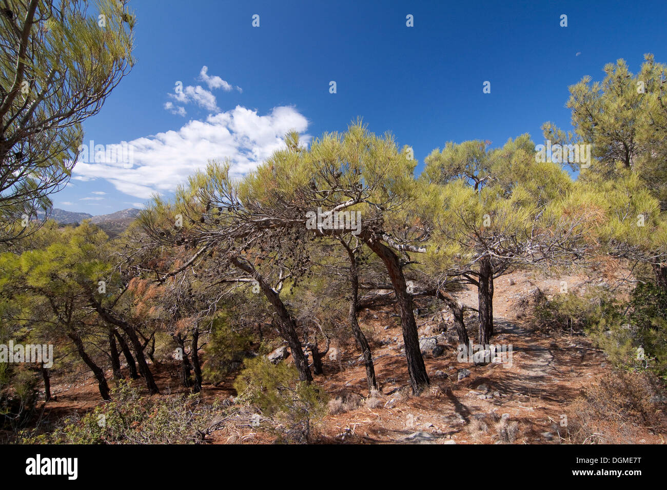 Kiefernwald (Pinus Pinea), Insel Karpathos, Ägäische Inseln, Ägäis, Griechenland, Europa Stockfoto