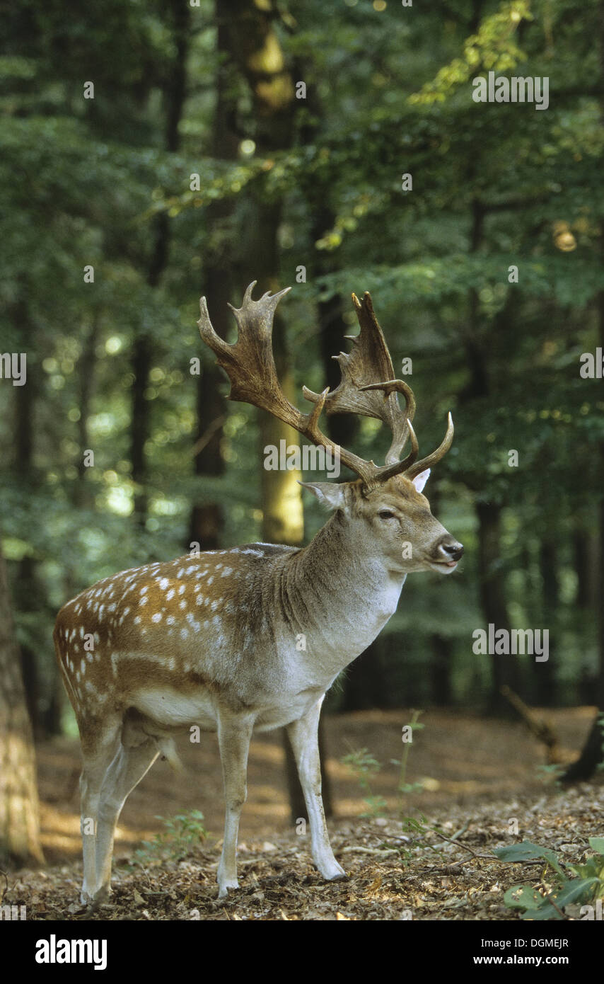 Damwild, Hart, Männlich, Damhirsch, Dam-Hirsch, Damwild, Männchen, Hirsch, Dam-Wild, Cervus Dama Dama Dama Stockfoto