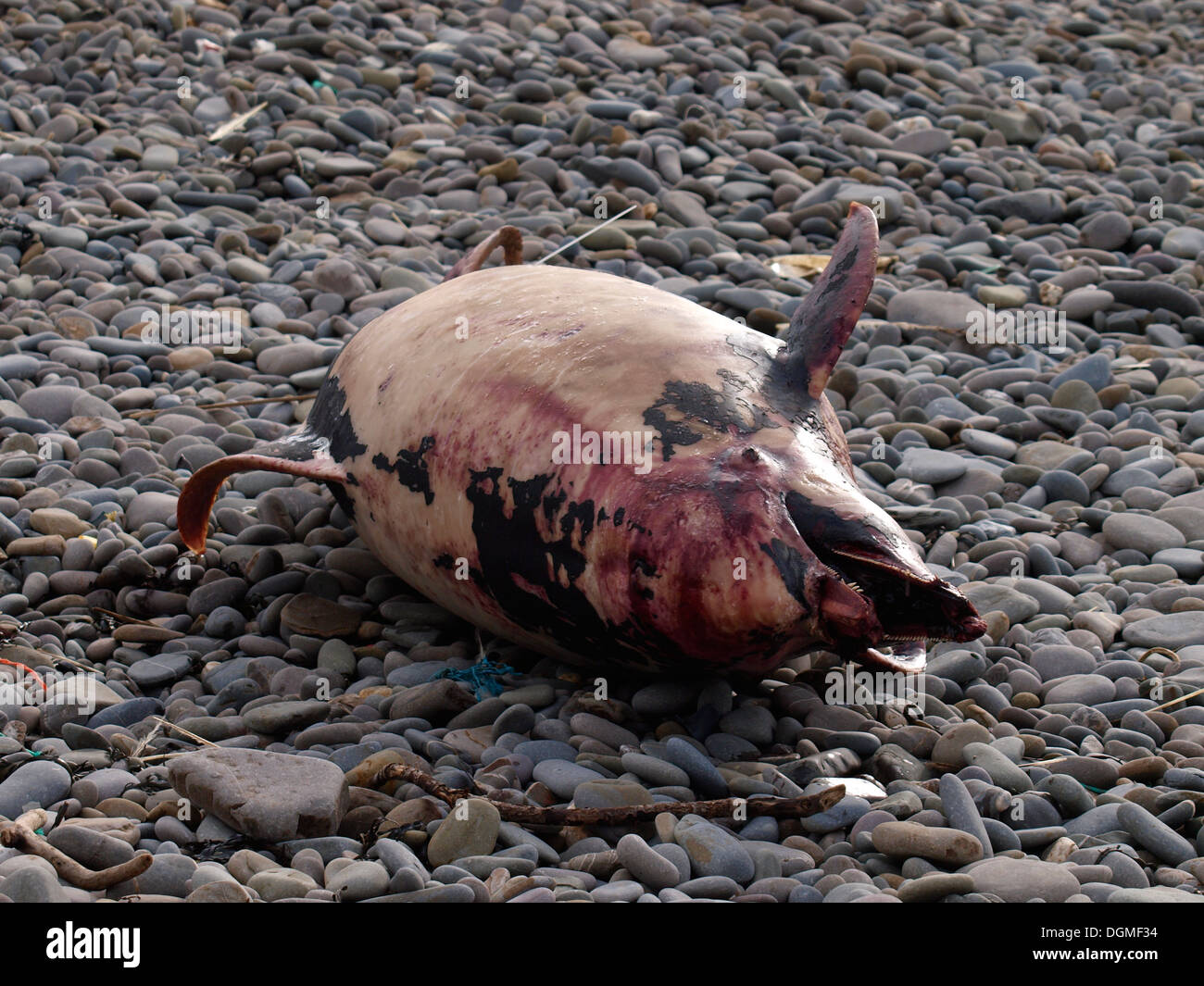 Toter Delphin angespült Northcott Mund Strand, Bude, Cornwall, UK Stockfoto