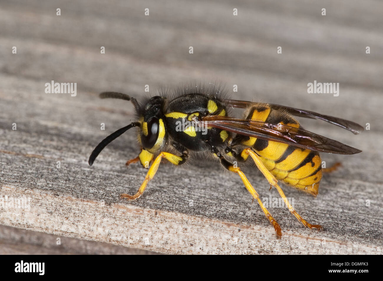 Deutsche Wespe, Europäische Wespe, Deutsche Wespe, Paravespula Germanica, Vespa Germanica, Vespula Germanica Stockfoto