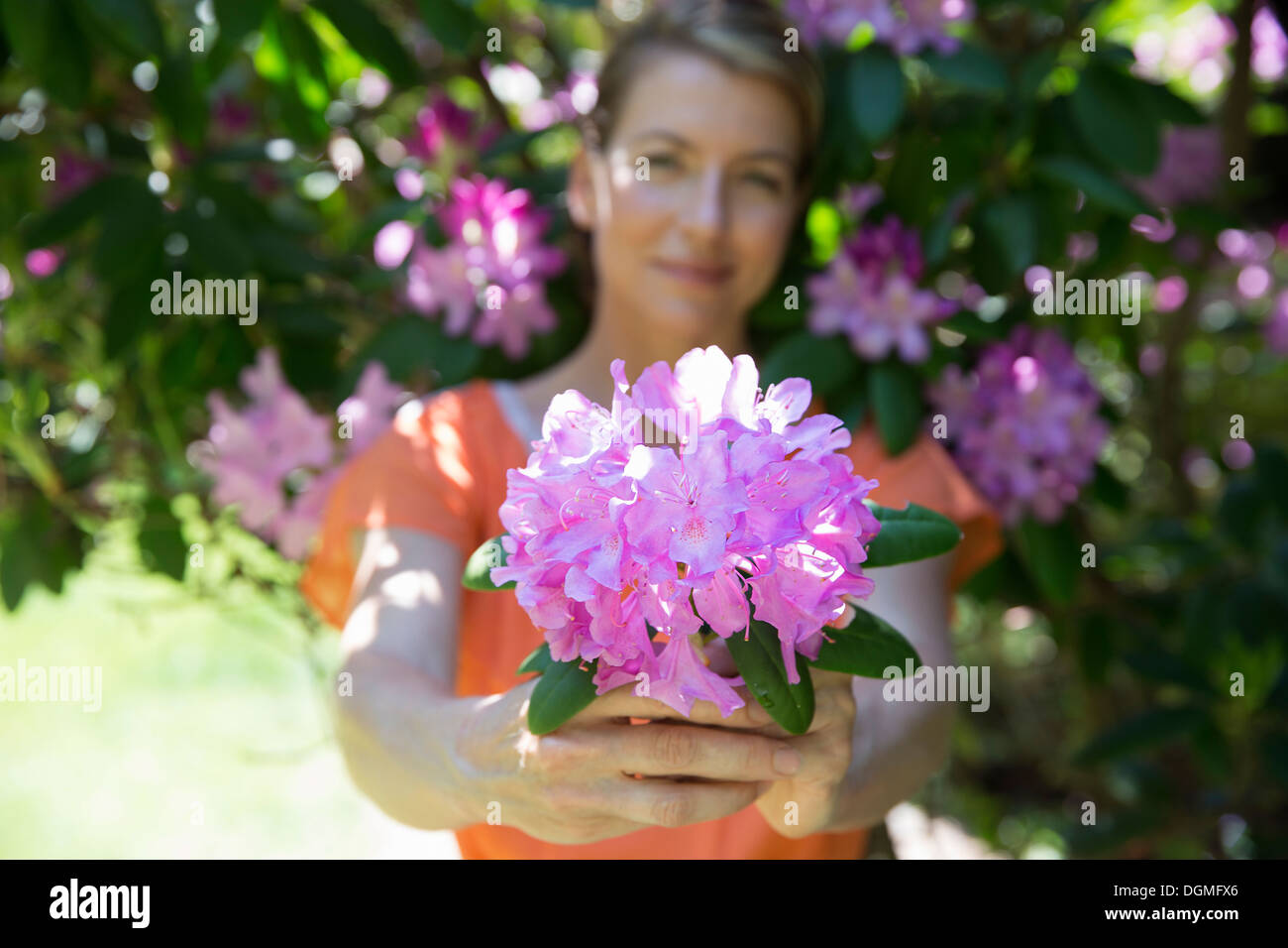 Eine Frau stand vor einem blühenden Strauch, hielt eine große lila Hortensien blühen. Stockfoto
