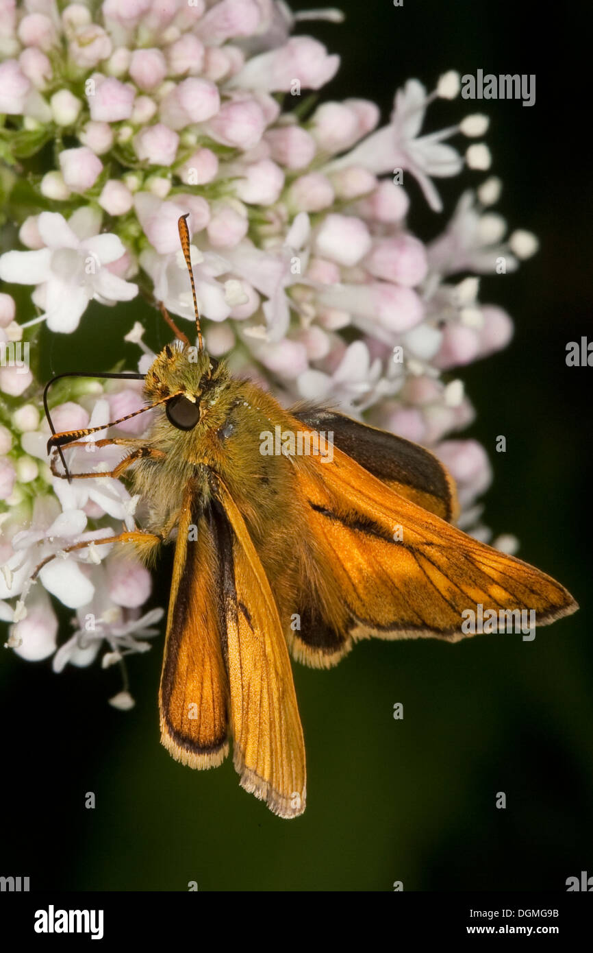 großen Skipper, Männlich, Rostfarbiger Dickkopf, Dickkopffalter, Männchen, Ochlodes Venatus, Ochlodes Sylvanus Ochlodes Venata Stockfoto