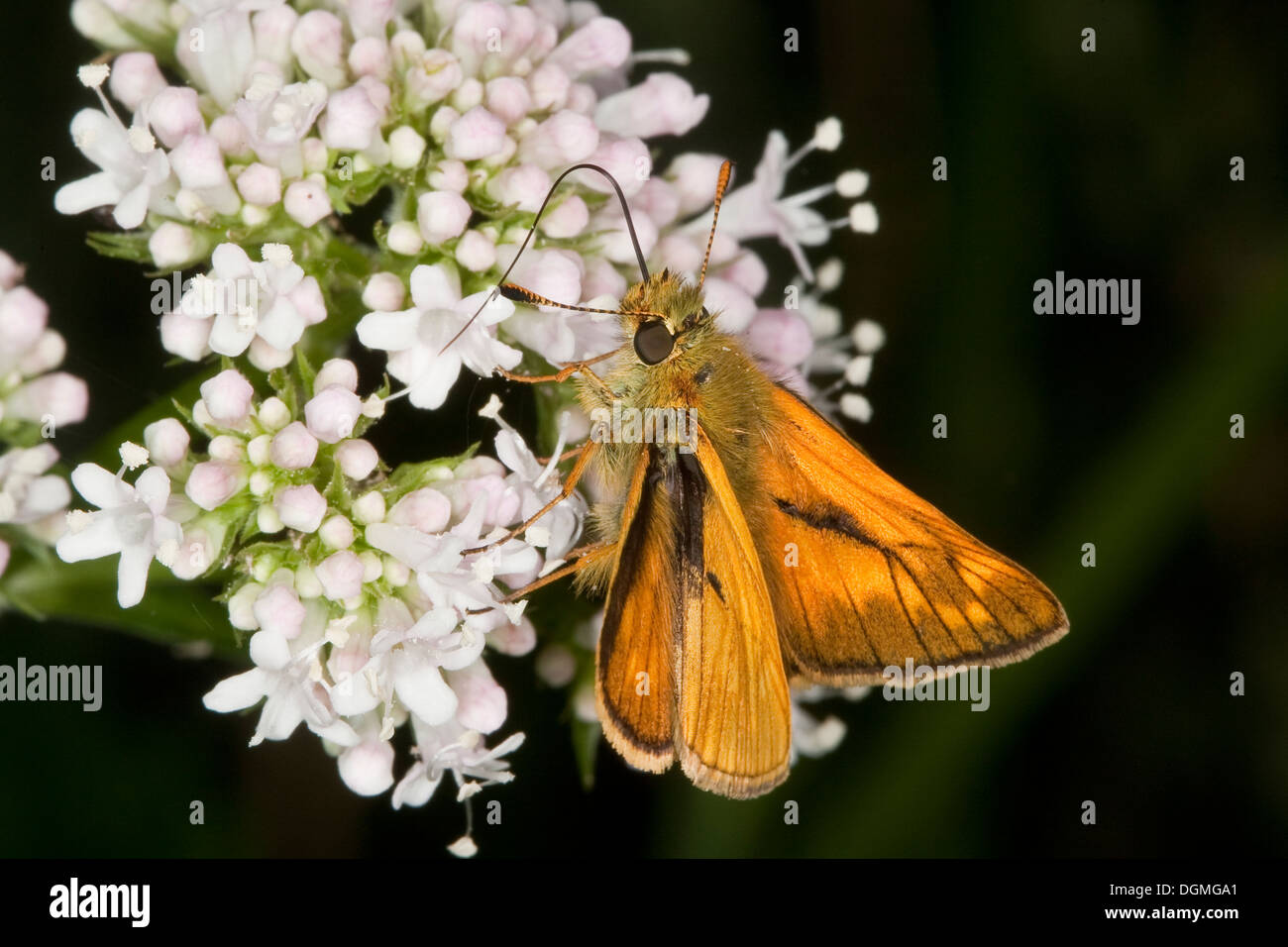 großen Skipper, Männlich, Rostfarbiger Dickkopf, Dickkopffalter, Männchen, Ochlodes Venatus, Ochlodes Sylvanus Ochlodes Venata Stockfoto