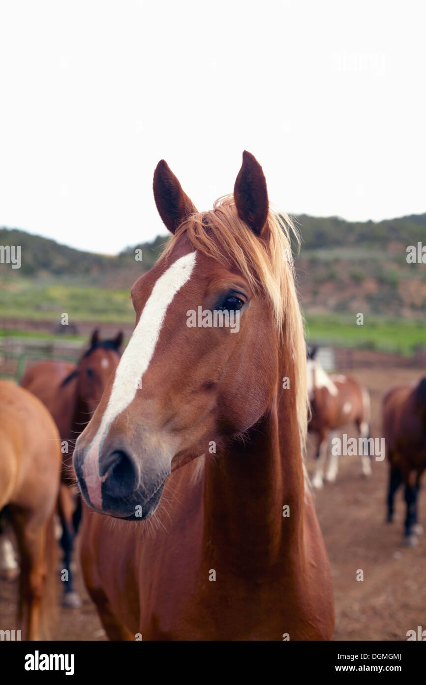 USA, Colorado, Pferde auf Feld Stockfoto