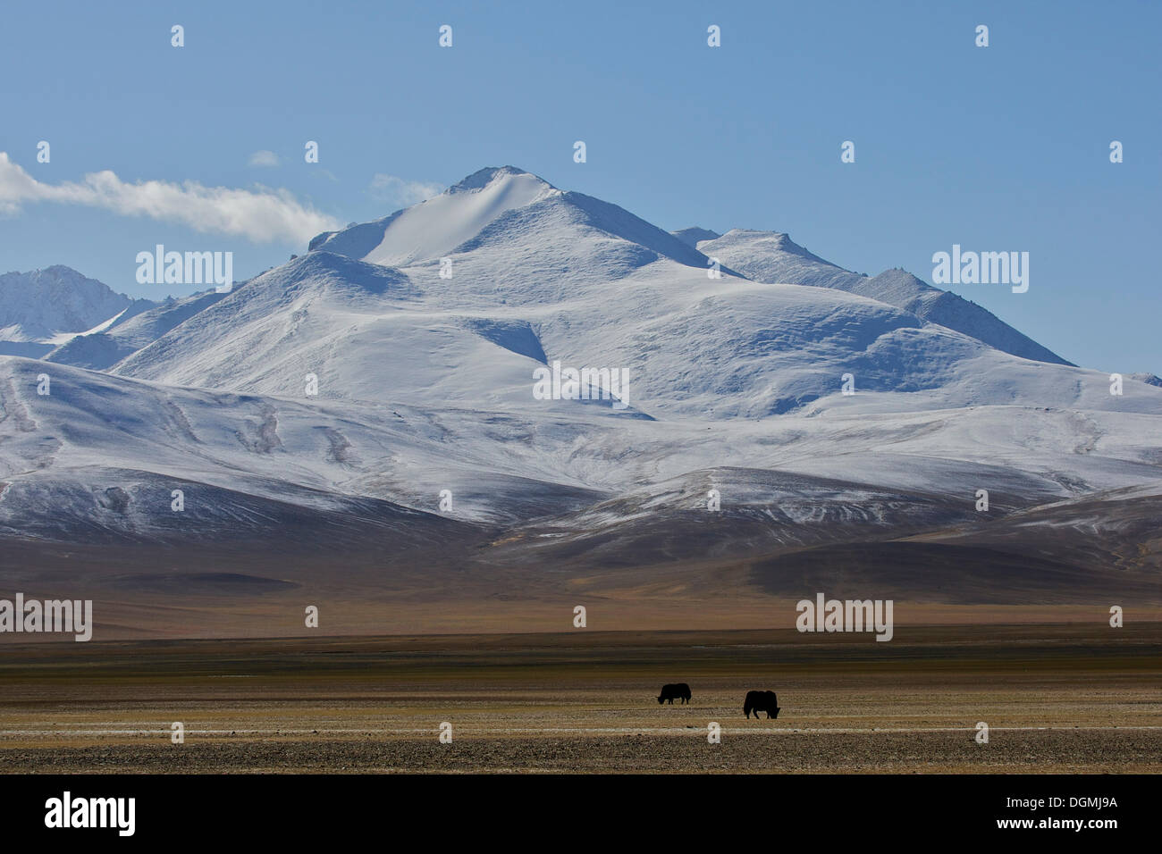 Yak (Bos mutus) auf dem Altiplano im Pamir, Tadschikistan, Zentralasien, Asien Stockfoto