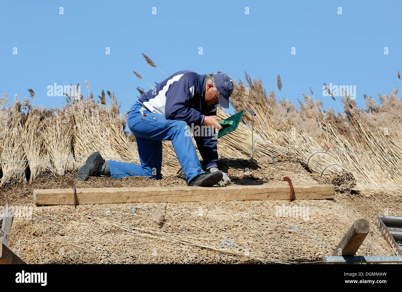 Arbeiter, die für ein Dach mit Schilf, strohgedeckten Haus geboren bin, Darß, Fischland-Darß-Zingst, Mecklenburg-Vorpommern Stockfoto