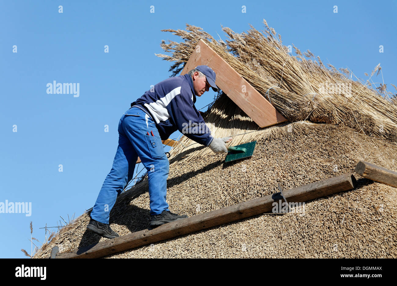 Arbeiter, die für ein Dach mit Schilf, strohgedeckten Haus geboren bin, Darß, Fischland-Darß-Zingst, Mecklenburg-Vorpommern Stockfoto