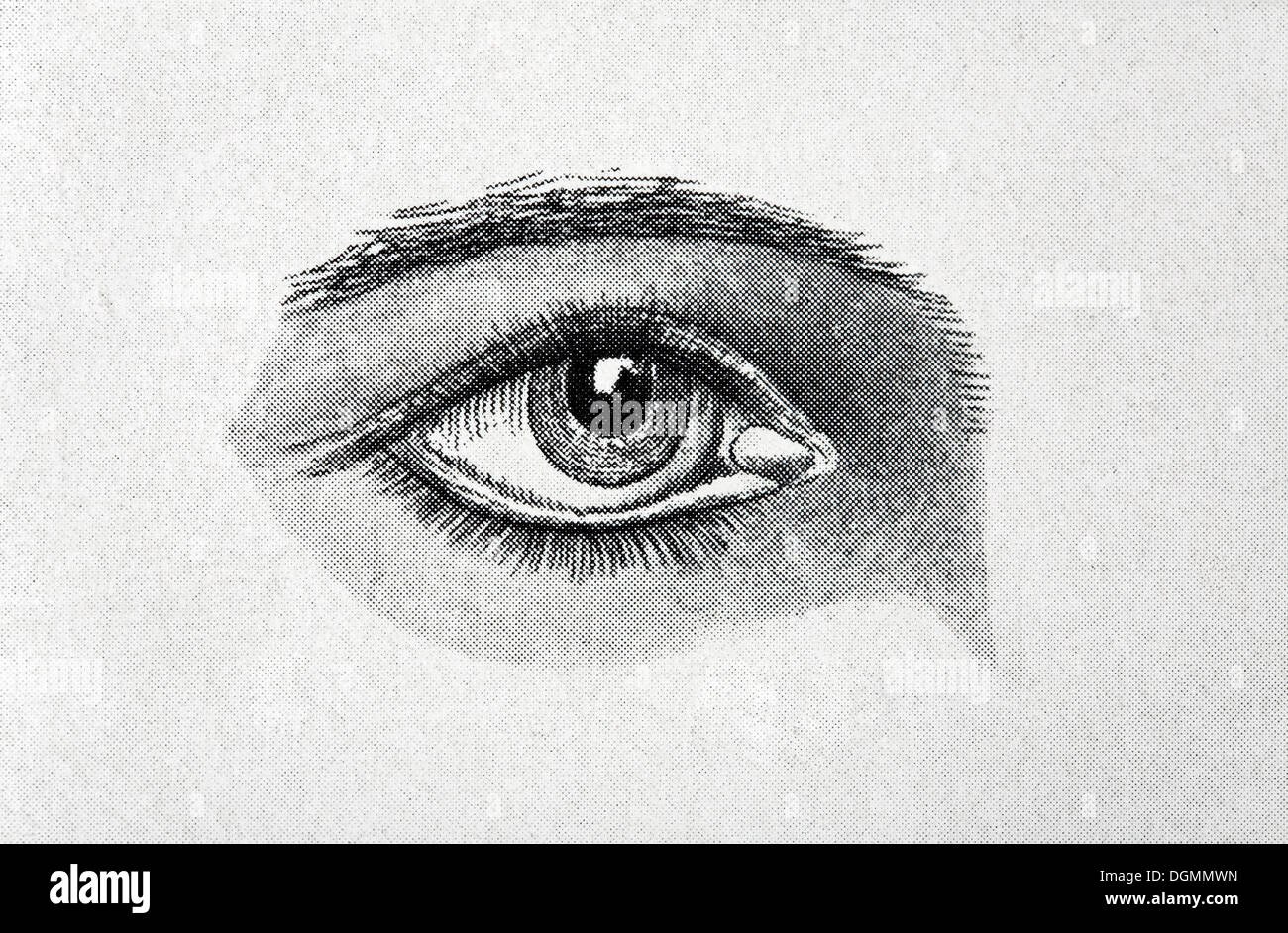 Menschliches Auge, abgeschirmten Halbton Bild, sichtbare Quadratgitter, Illustration aus dem Brockhaus Konversationslexikon Stockfoto