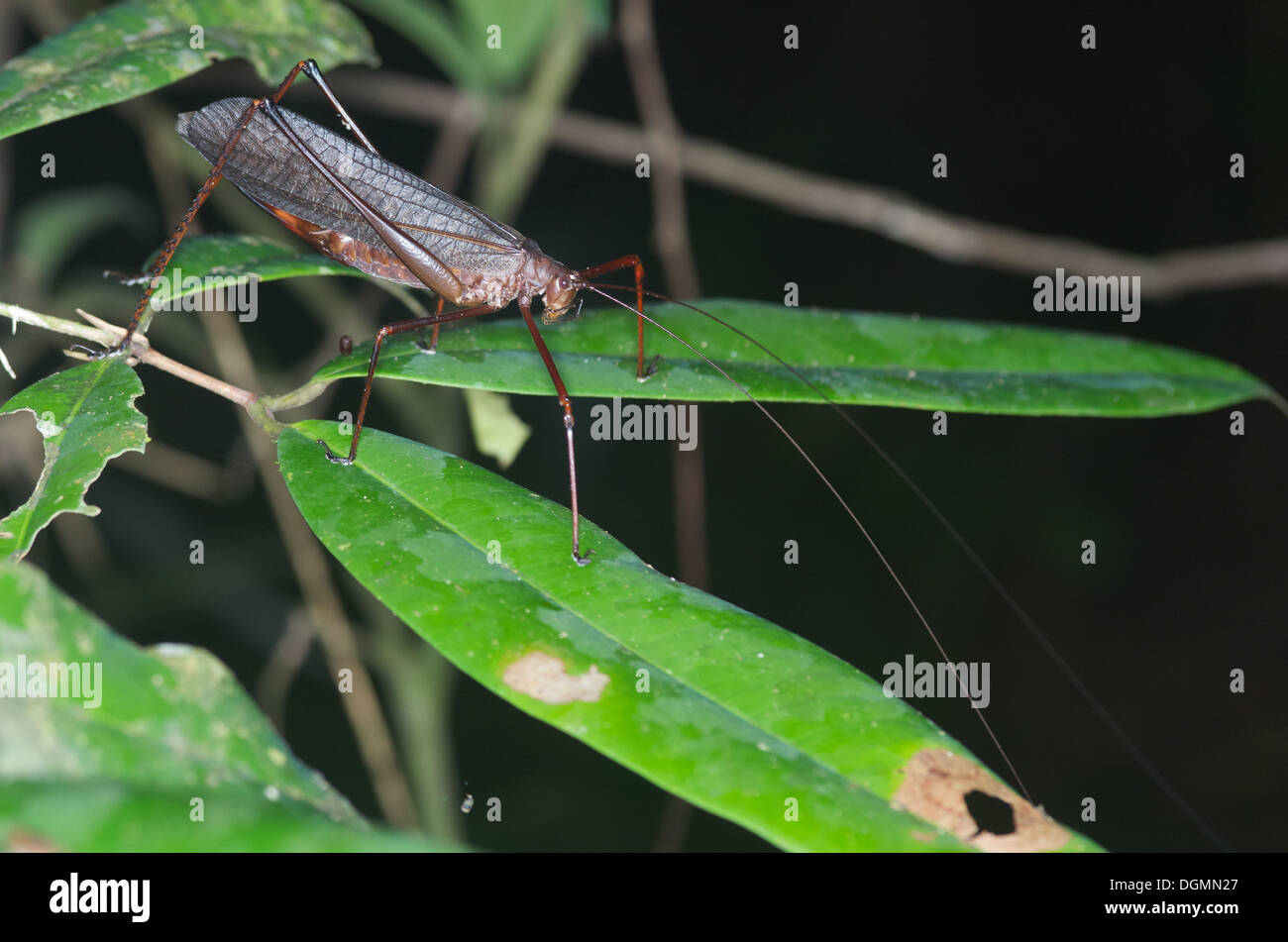 Eine große braune Grashuepfer gehockt geht bei Nacht im Amazonas-Regenwald in Loreto, Peru. Stockfoto