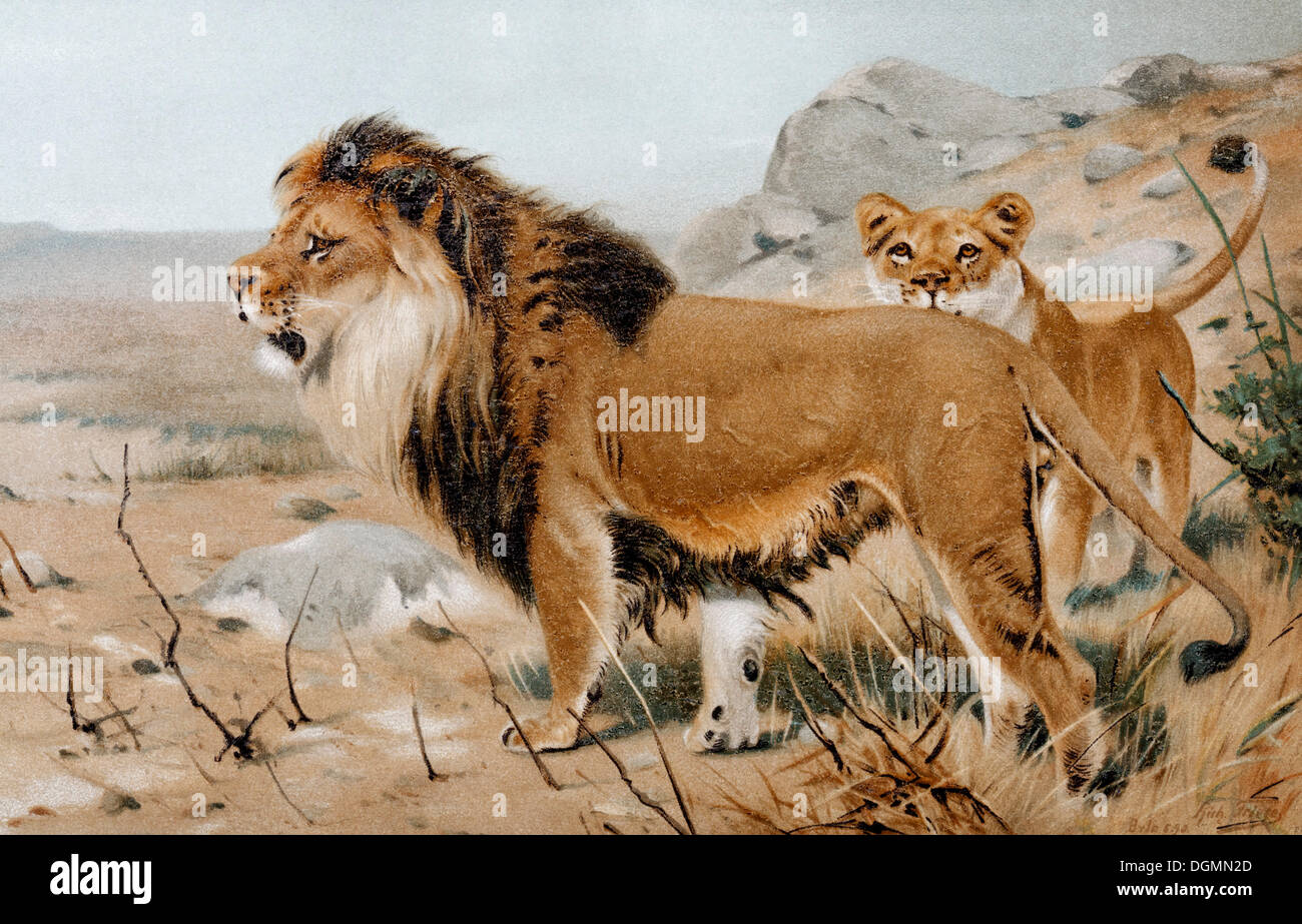 African Lion (Felis Leo), historische Buch Illustration aus dem 19. Jahrhundert, Chromotafel, Lithographie Stockfoto