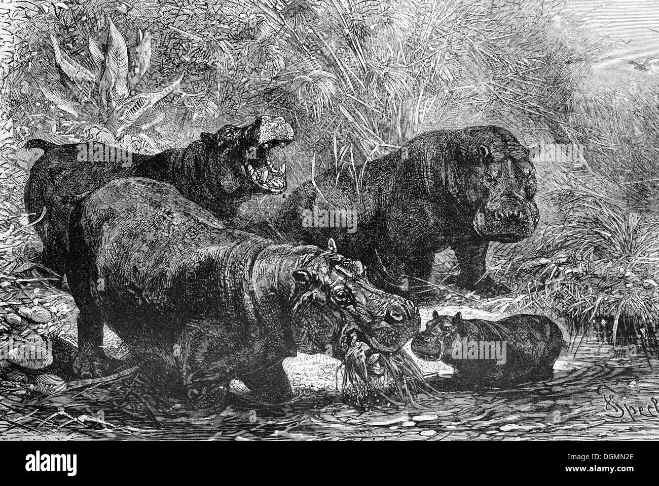 Herde von Nilpferd (Hippotamus Amphibius), historisches Buch-Illustration aus dem 19. Jahrhundert, Stahlstich Stockfoto