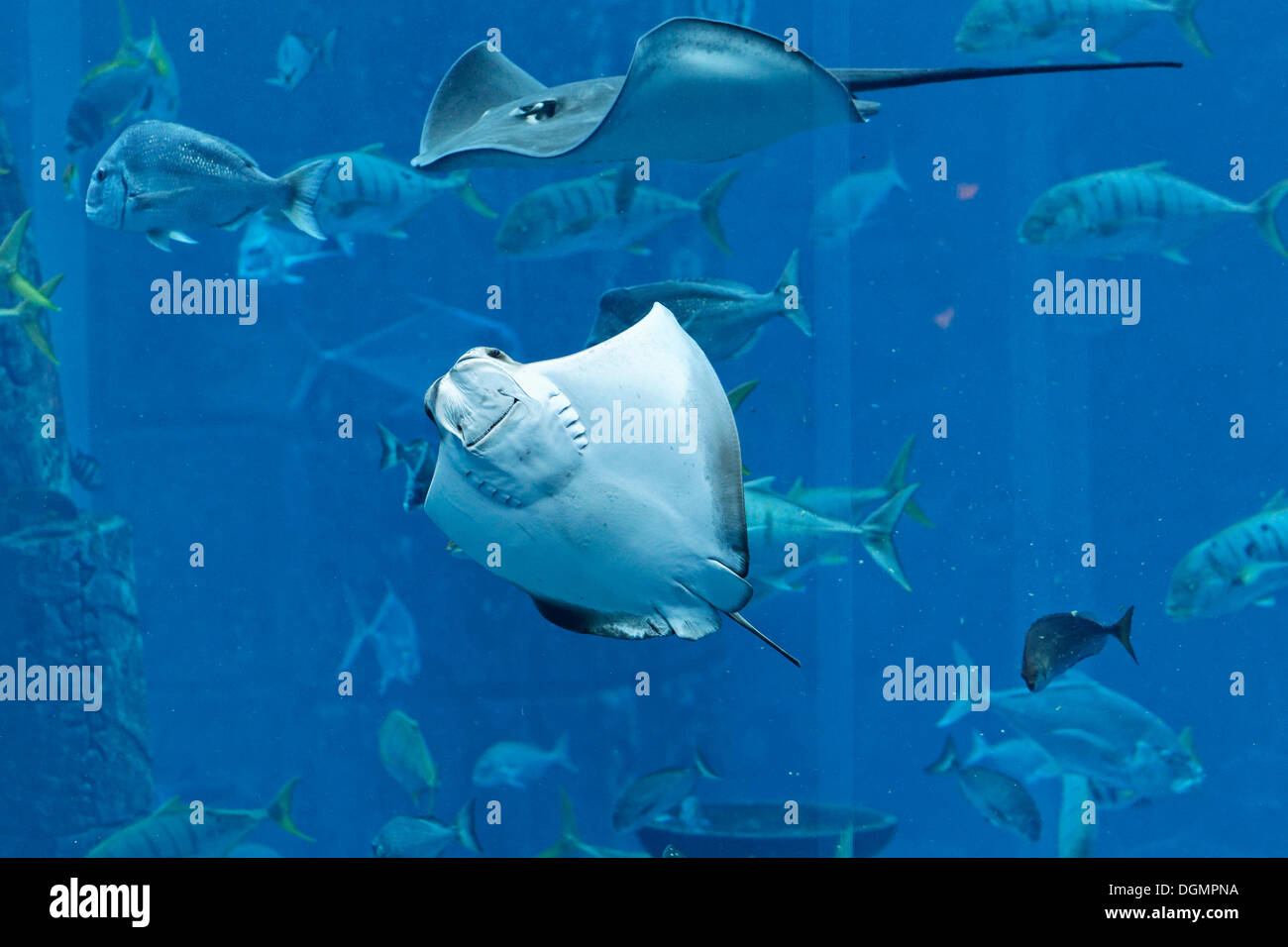 Rochen in einem gigantischen Aquarium, Unterwasser-Welt der Ambassador Lagoon, Hotel Atlantis, The Palm Jumeirah, Dubai Stockfoto