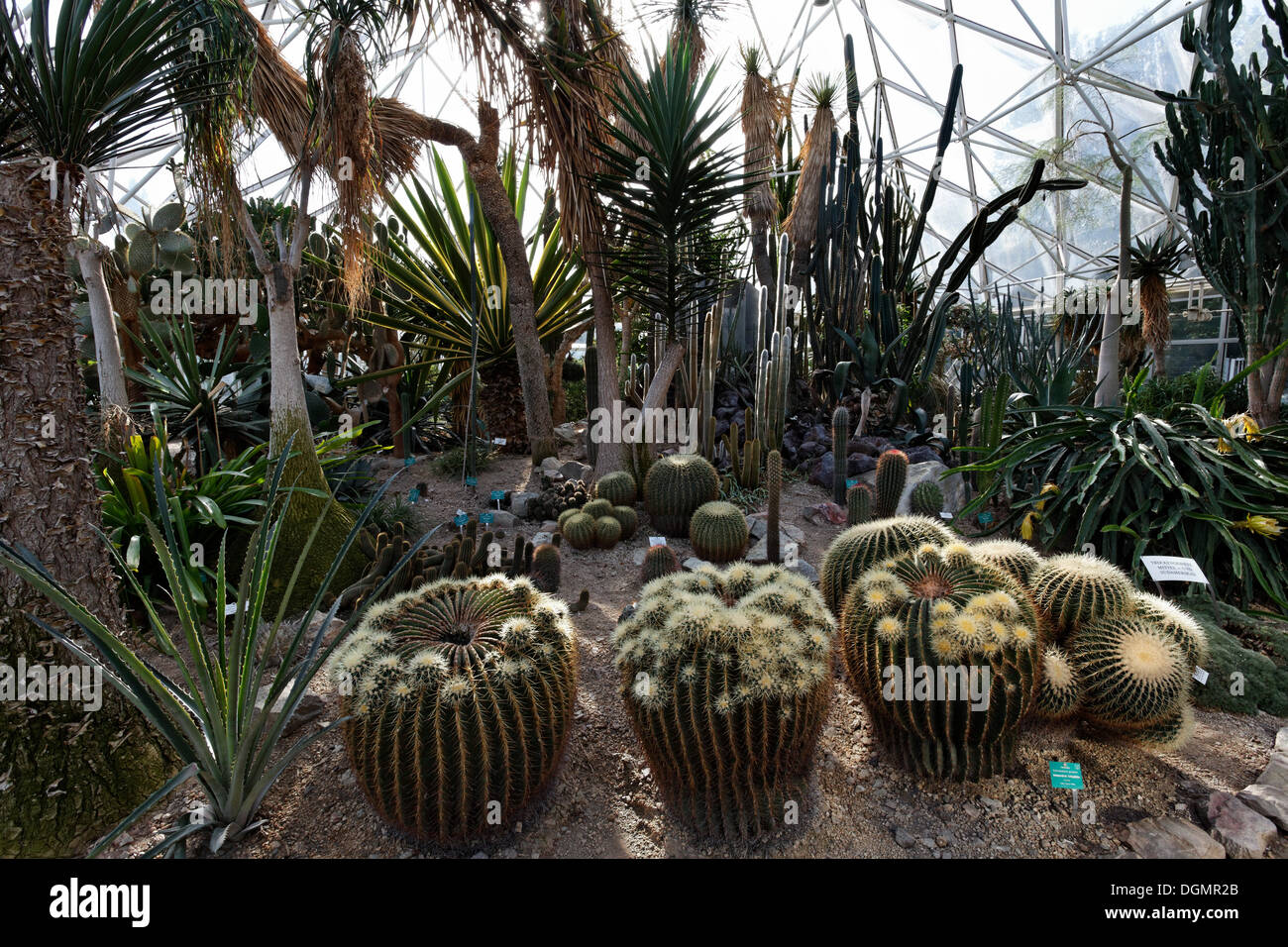 Kakteen-Vegetation mit Golden Barrel Cactus oder Mutter-in-Law Kissen (Echonocactus Grusonii), Anlage Display Haus, Grugapark Stockfoto
